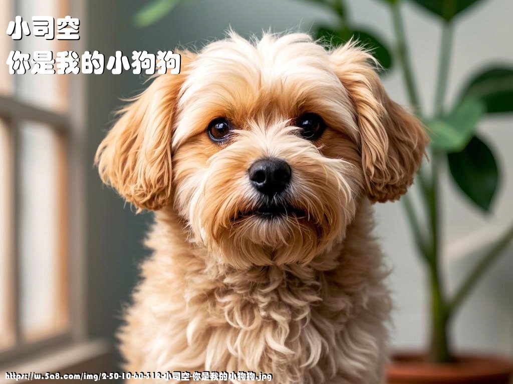 小司空你是我的小狗狗搞笑图片