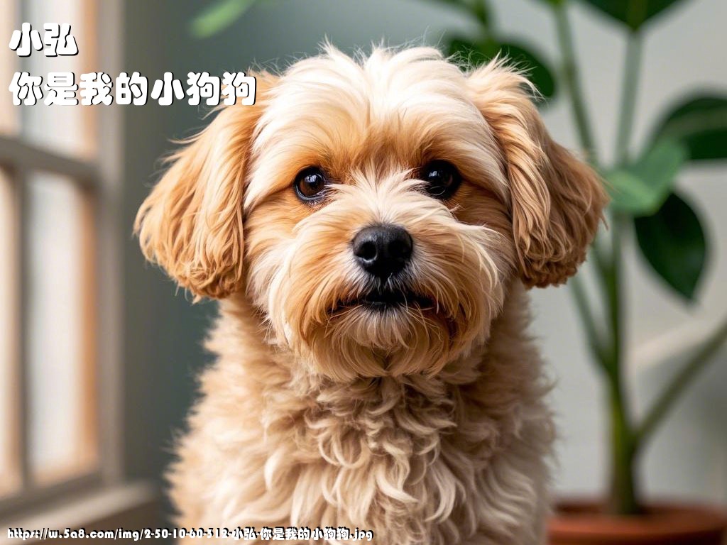 小弘你是我的小狗狗搞笑图片