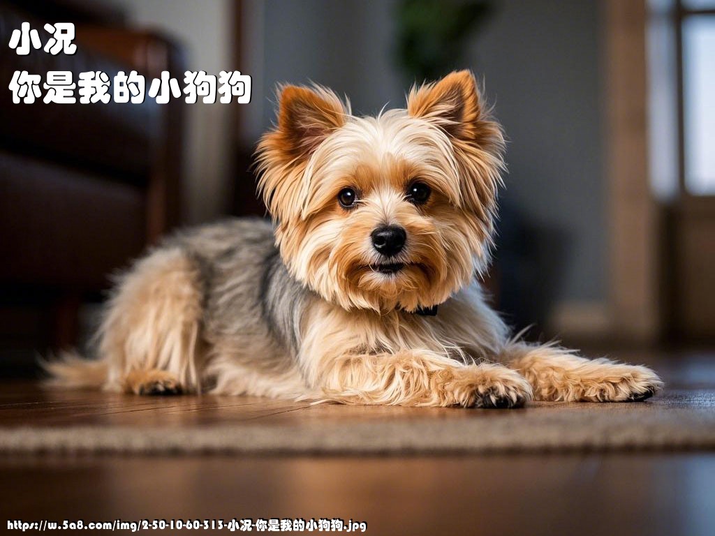 小况你是我的小狗狗搞笑图片