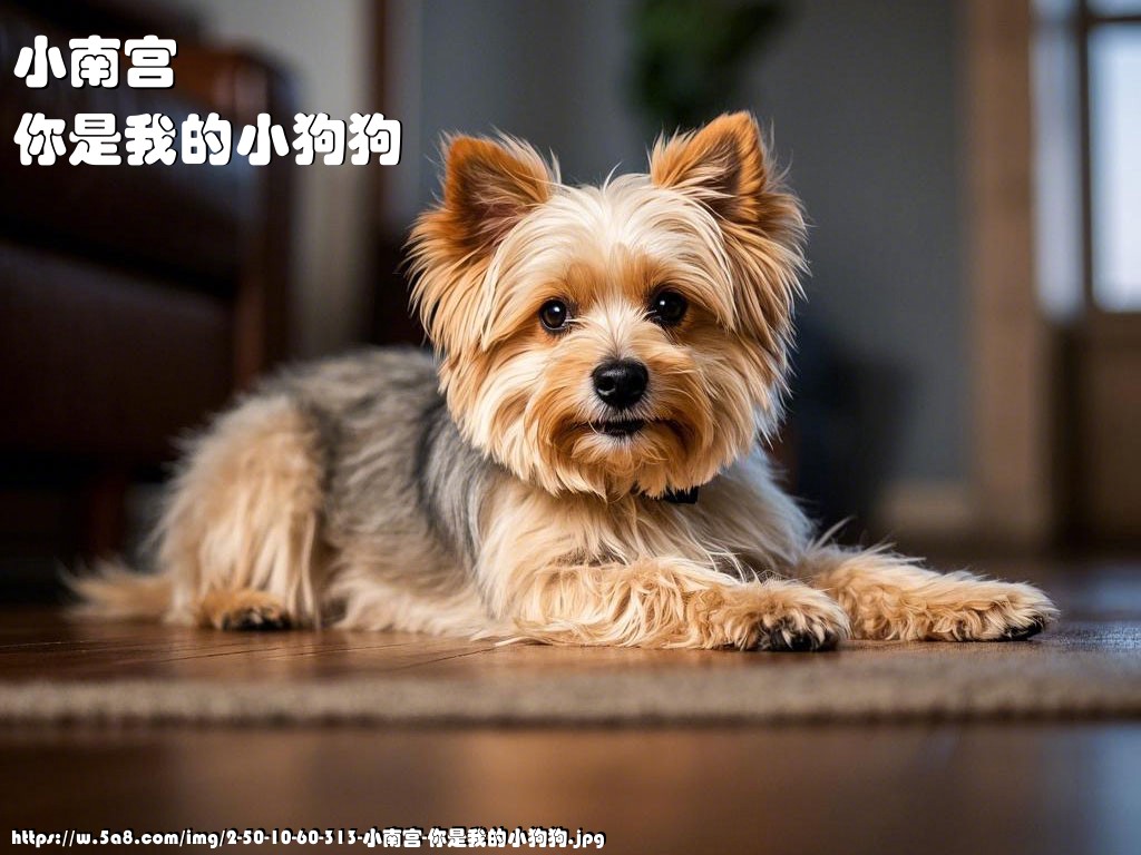 小南宫你是我的小狗狗搞笑图片