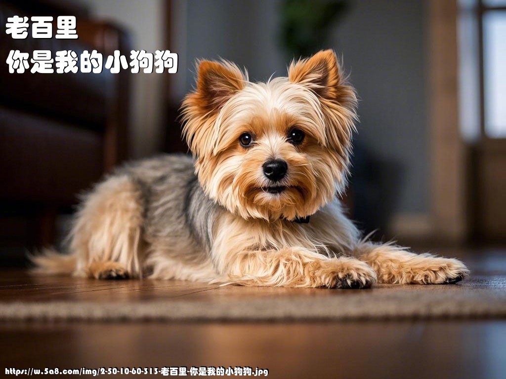 老百里你是我的小狗狗搞笑图片