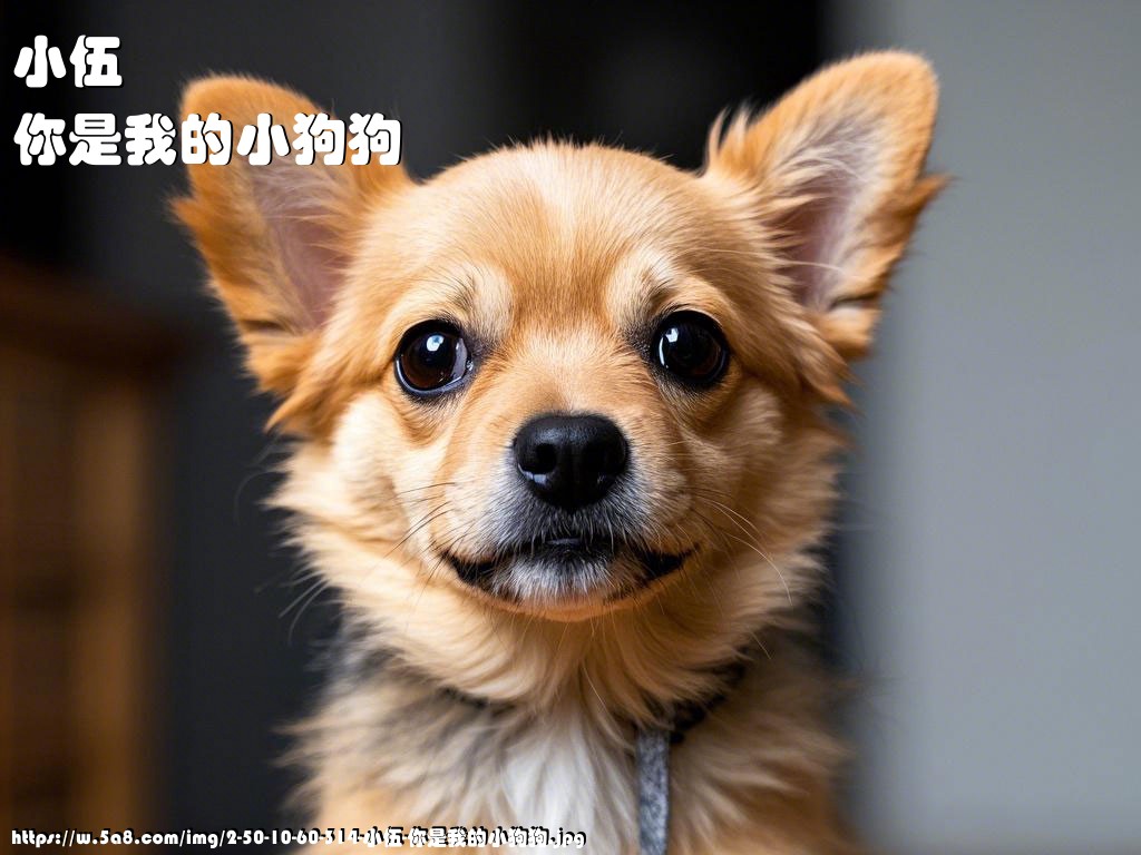 小伍你是我的小狗狗搞笑图片