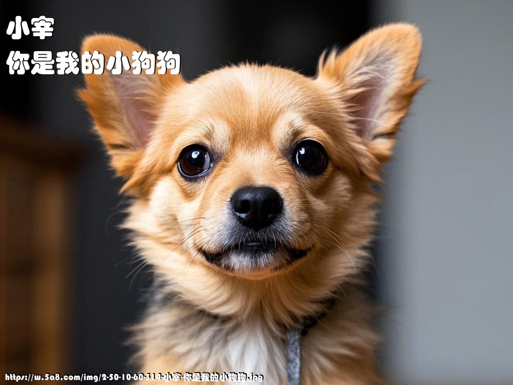 小宰你是我的小狗狗搞笑图片