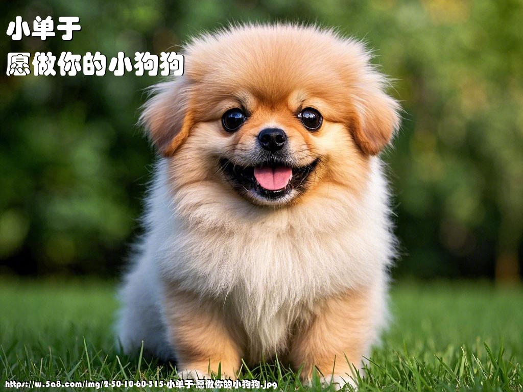 小单于愿做你的小狗狗搞笑图片