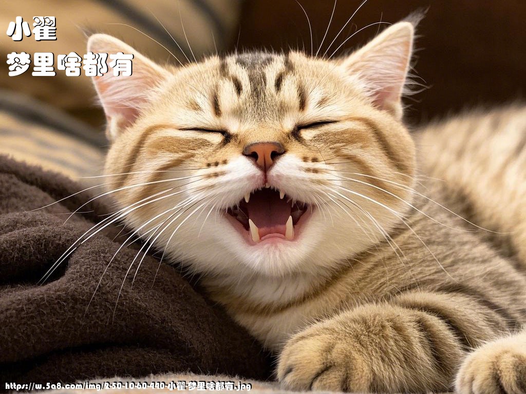 小翟梦里啥都有搞笑图片