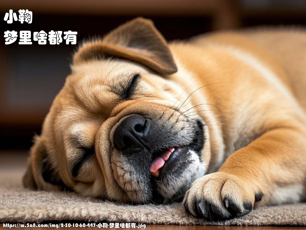 小鞠梦里啥都有搞笑图片