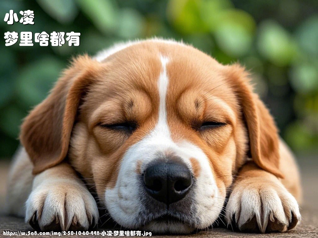 小凌梦里啥都有搞笑图片
