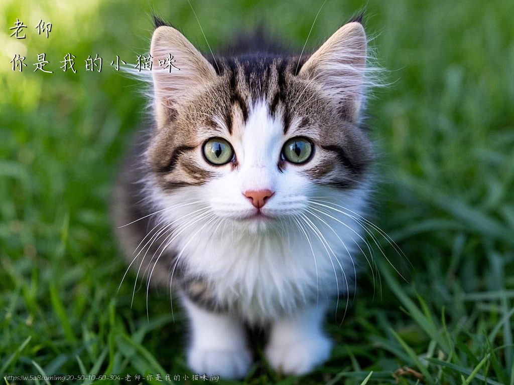 老仰你是我的小猫咪搞笑图片