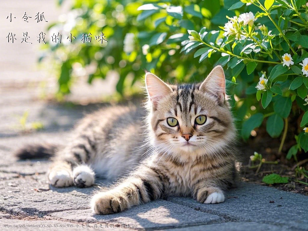 小令狐你是我的小猫咪搞笑图片