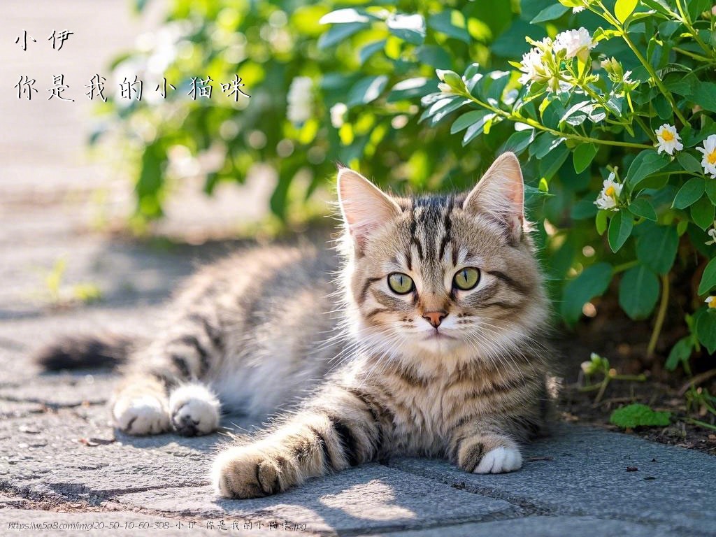 小伊你是我的小猫咪搞笑图片