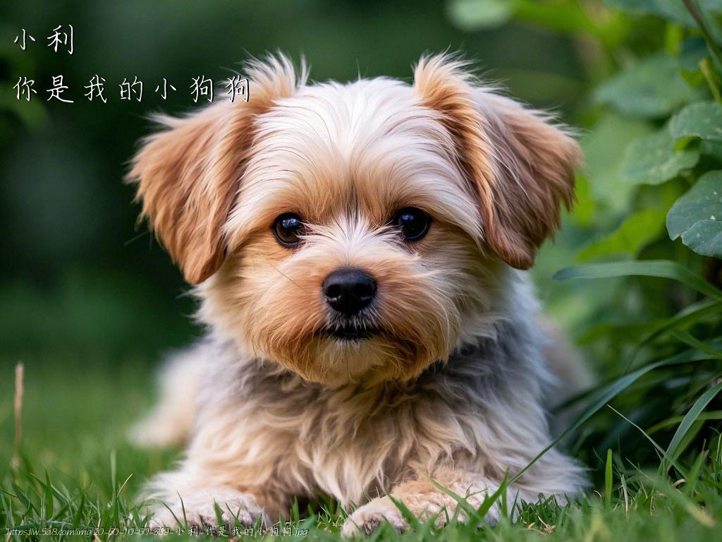 小利你是我的小狗狗搞笑图片