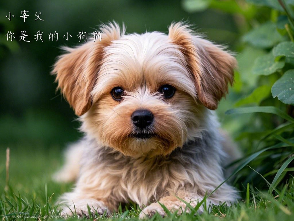 小宰父你是我的小狗狗搞笑图片