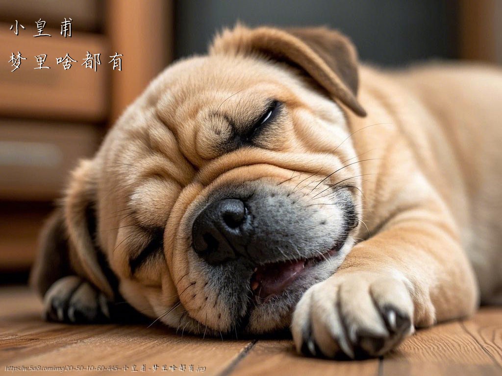 小皇甫梦里啥都有搞笑图片