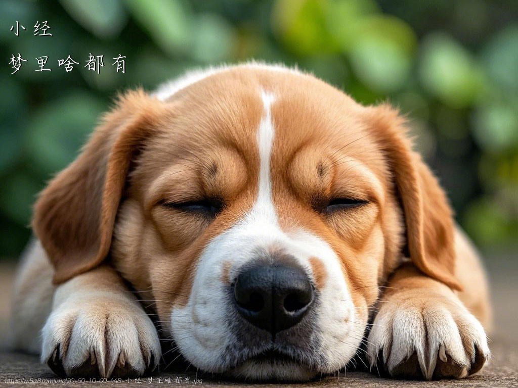 小经梦里啥都有搞笑图片