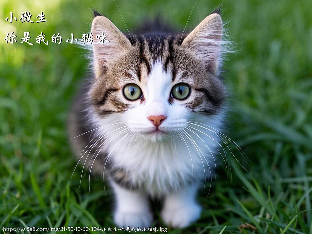 小微生你是我的小猫咪搞笑图片
