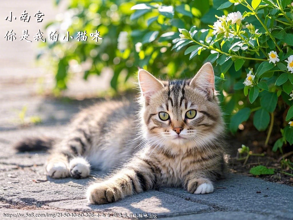 小南宫你是我的小猫咪搞笑图片
