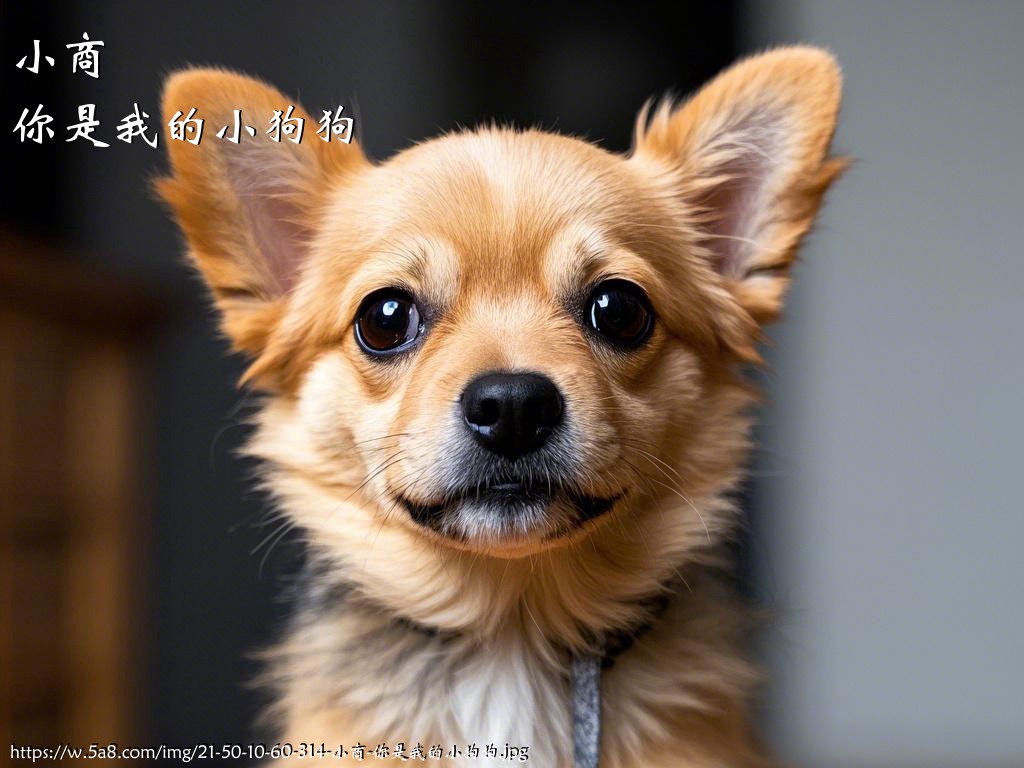 小商你是我的小狗狗搞笑图片
