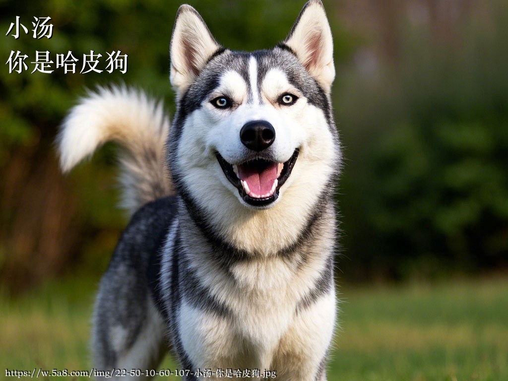 小汤你是哈皮狗搞笑图片