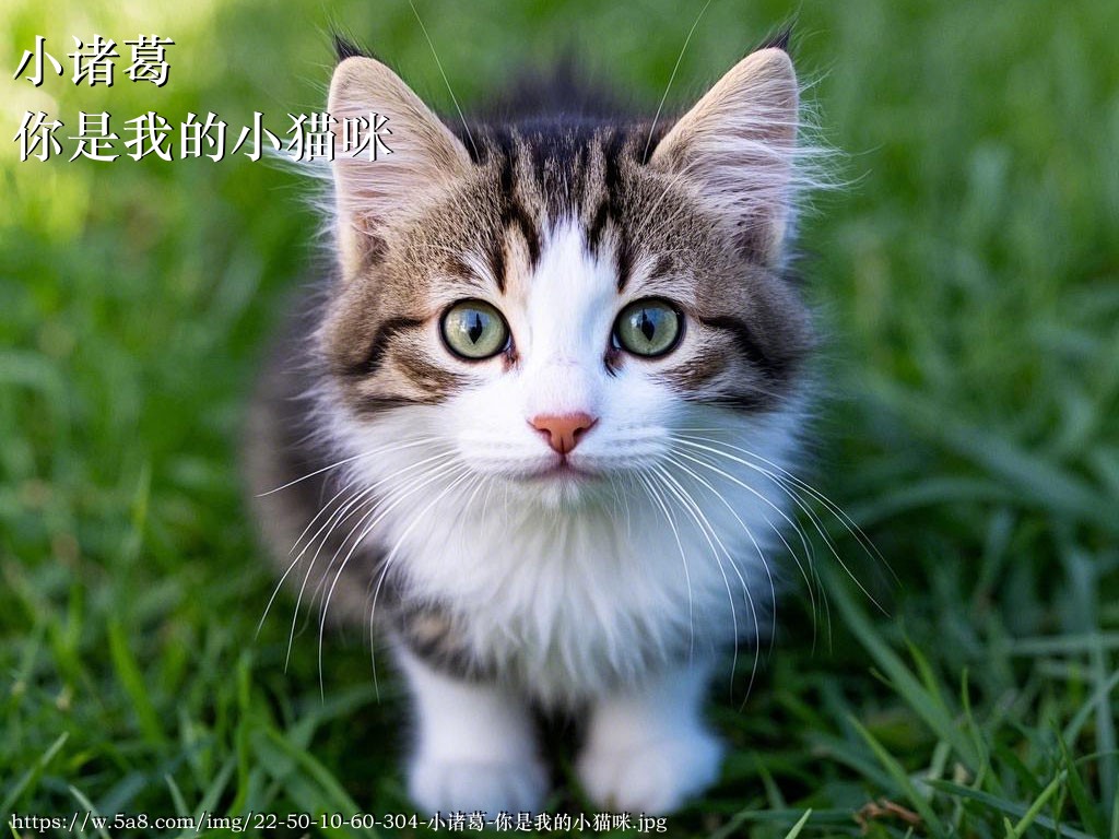 小诸葛你是我的小猫咪搞笑图片
