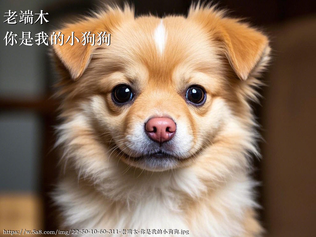 老端木你是我的小狗狗搞笑图片