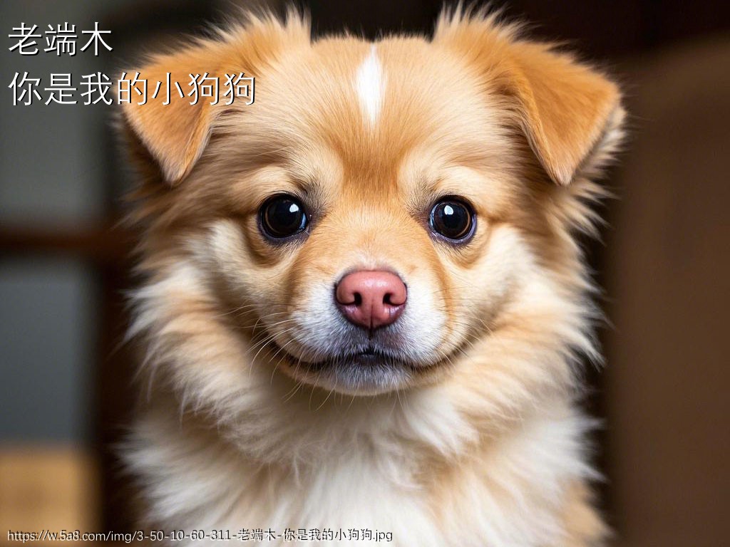 老端木你是我的小狗狗搞笑图片