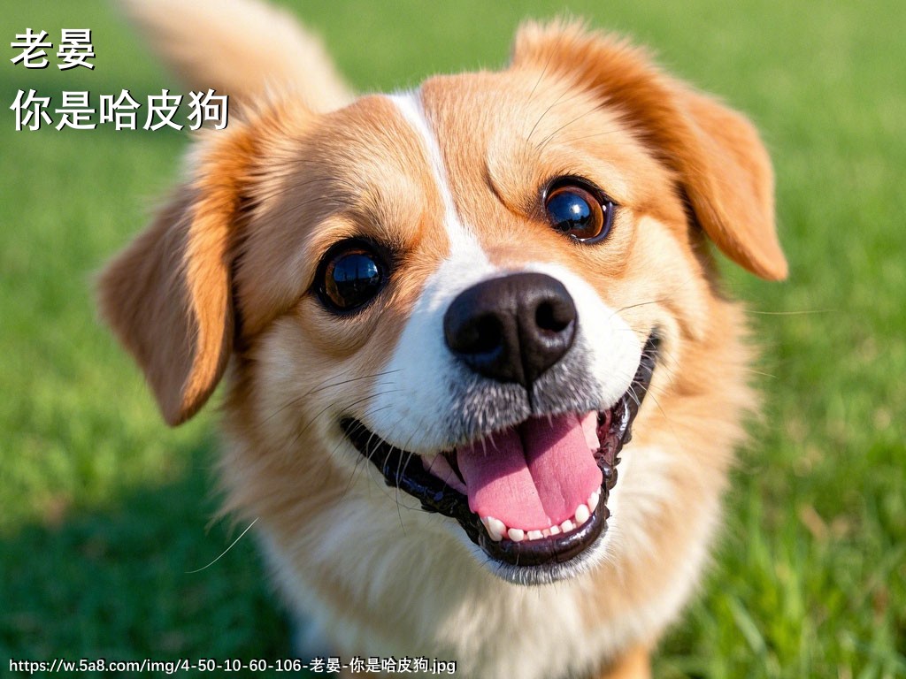 老晏你是哈皮狗搞笑图片