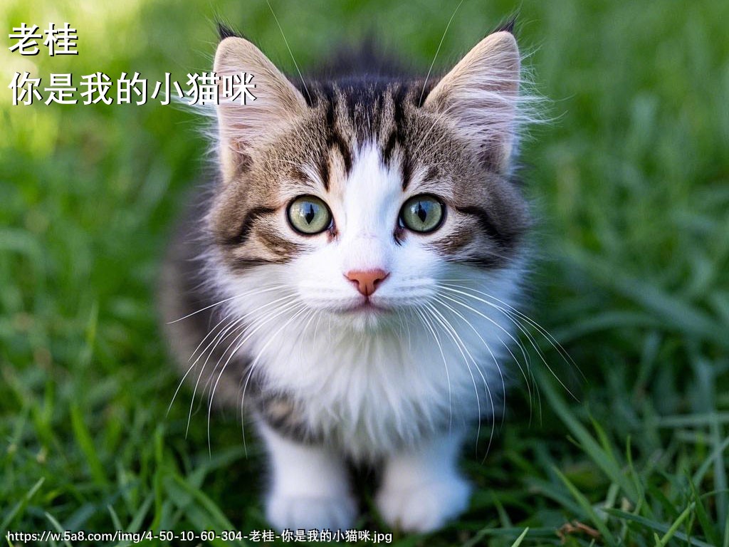 老桂你是我的小猫咪搞笑图片