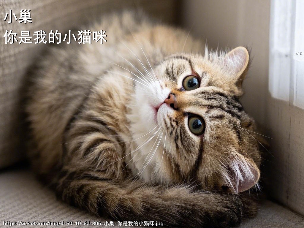小巢你是我的小猫咪搞笑图片