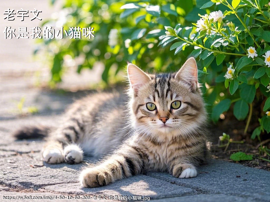 老宇文你是我的小猫咪搞笑图片