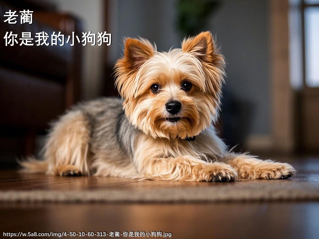 老蔺你是我的小狗狗搞笑图片