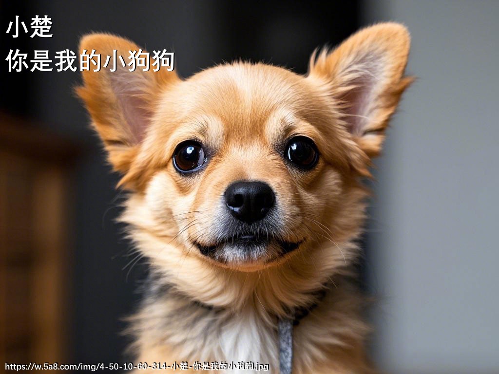小楚你是我的小狗狗搞笑图片