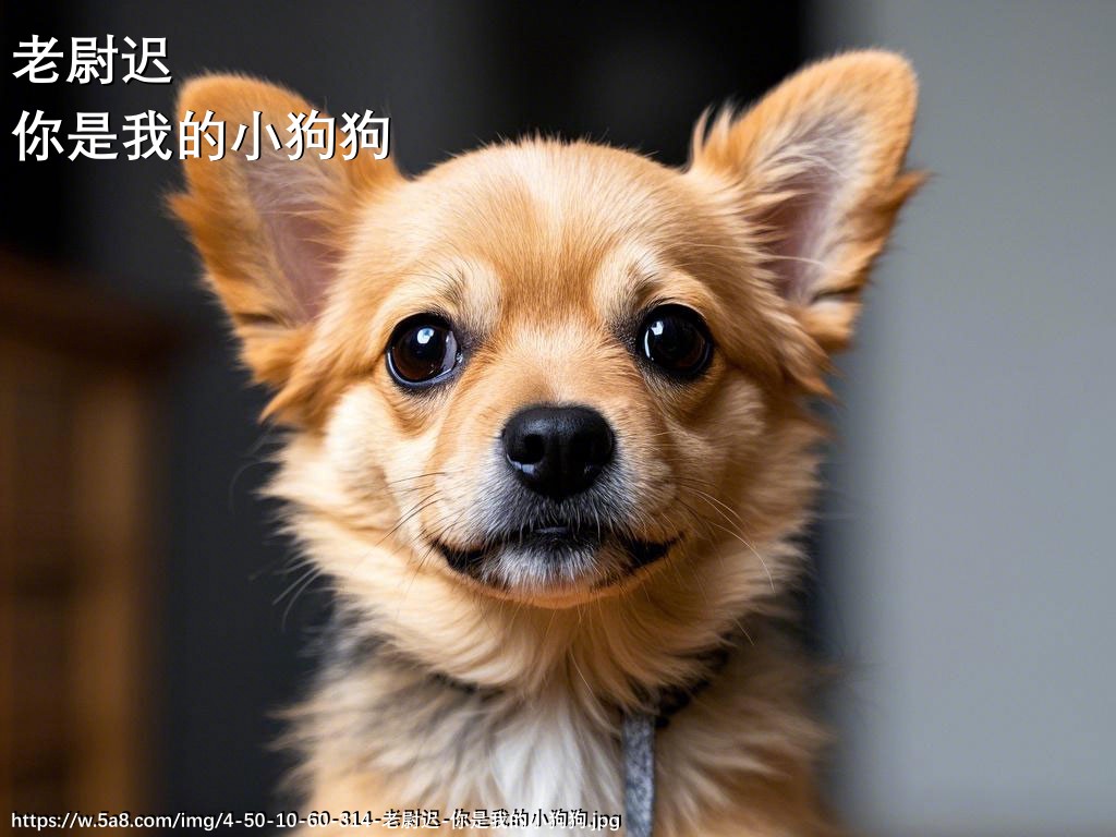 老尉迟你是我的小狗狗搞笑图片