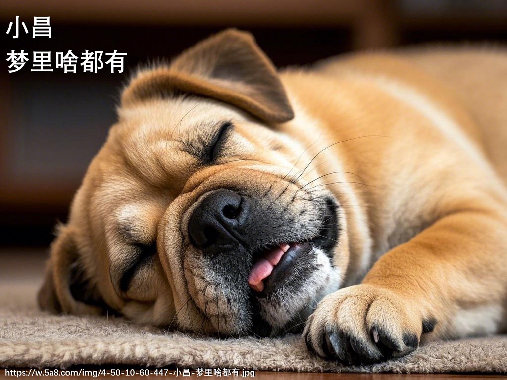 小昌梦里啥都有搞笑图片