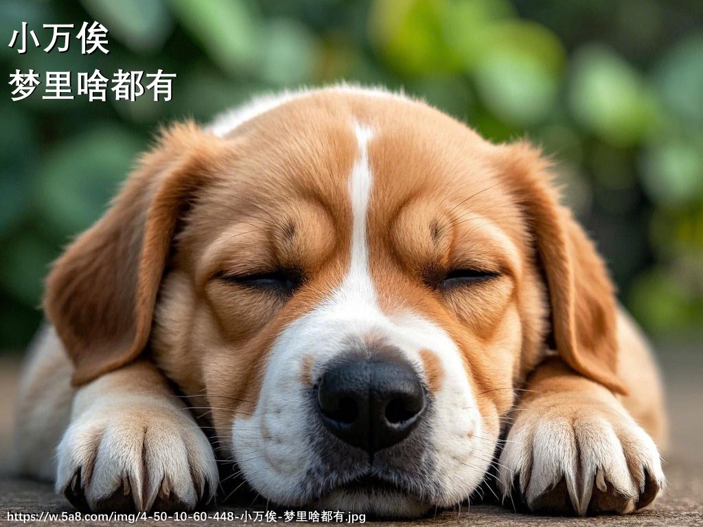 小万俟梦里啥都有搞笑图片