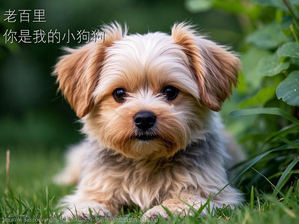 老百里你是我的小狗狗搞笑图片