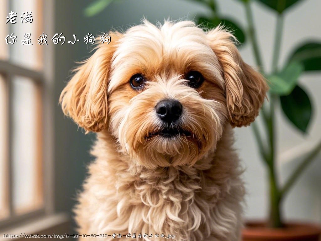 老满你是我的小狗狗搞笑图片