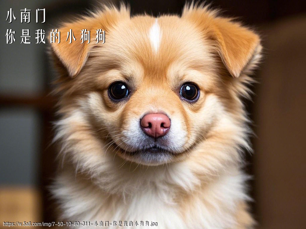 小南门你是我的小狗狗搞笑图片