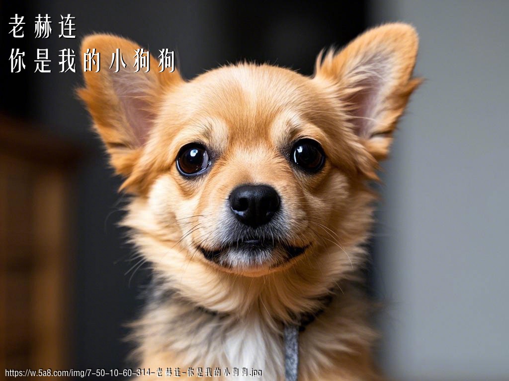 老赫连你是我的小狗狗搞笑图片