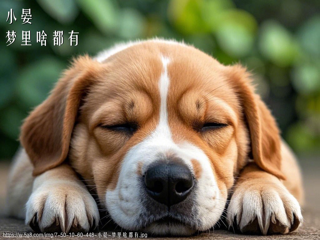 小晏梦里啥都有搞笑图片
