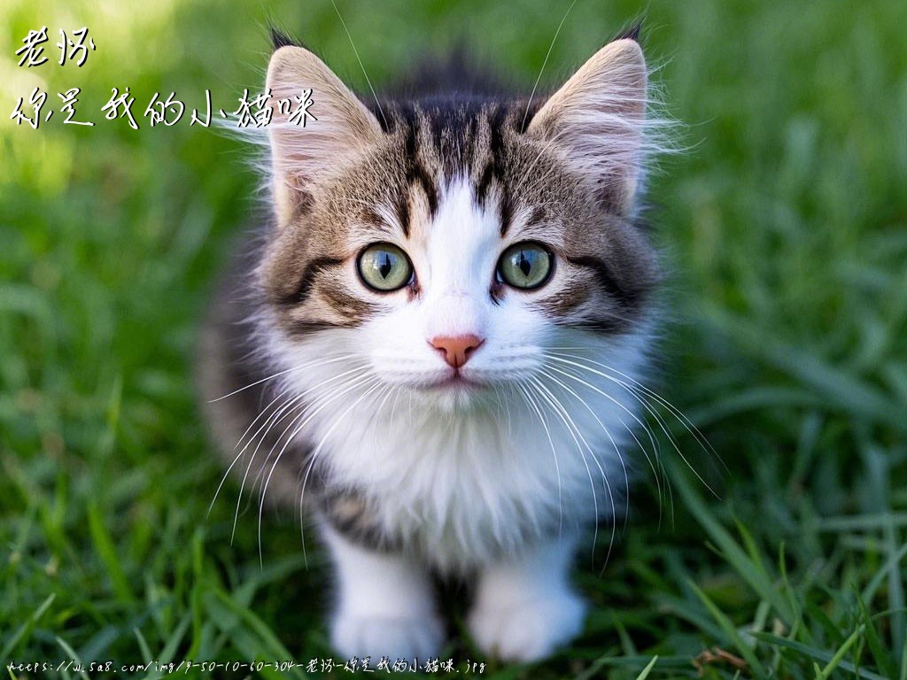 老怀你是我的小猫咪搞笑图片