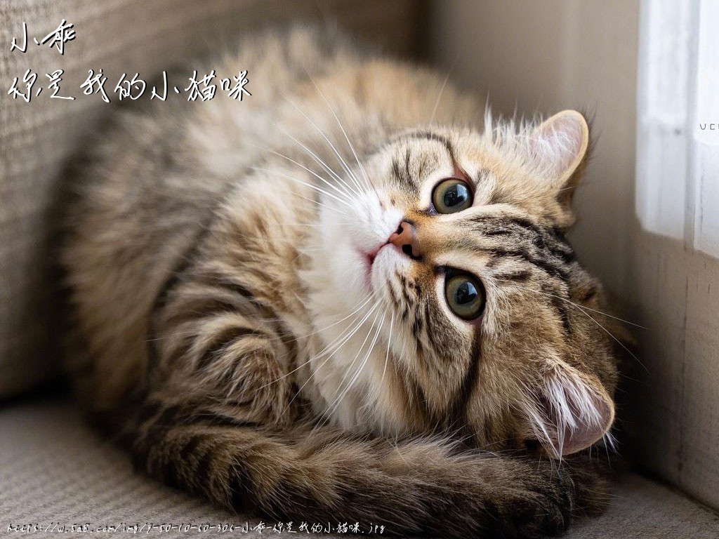 小乖你是我的小猫咪搞笑图片