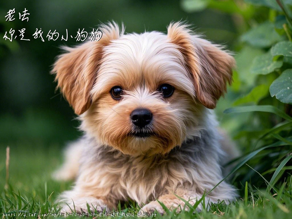 老法你是我的小狗狗搞笑图片